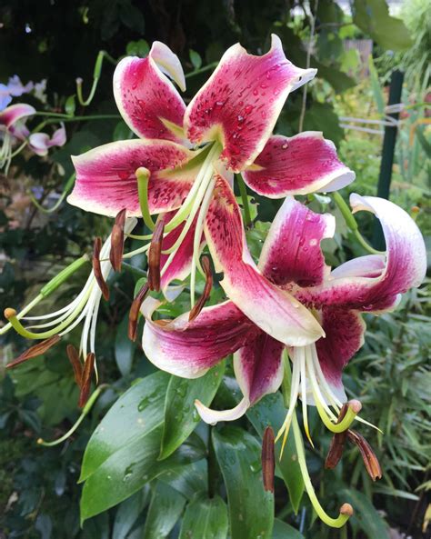 Lovely lilies - by Beth Botts