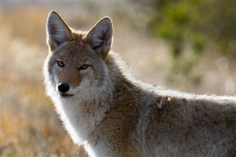 Wild Paws Sanctuary | Coyote