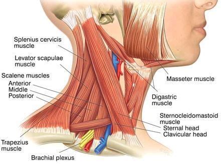 Neck Muscles : Attachment, Nerve Supply & Action - Anatomy Info