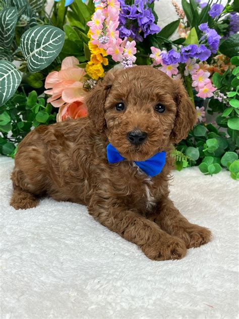 Mini Poodle Puppies, Miniature Poodle Puppies | Mini Poodles & Doodles
