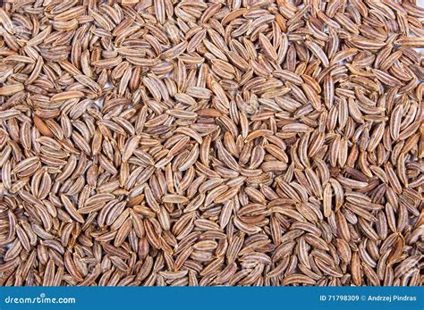 close   cumin seeds spice stock image image  organic seed