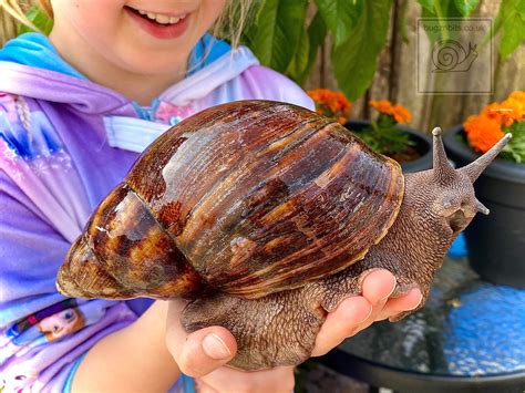 Giant African Snail Habitat Description at Harlan Rockwood blog