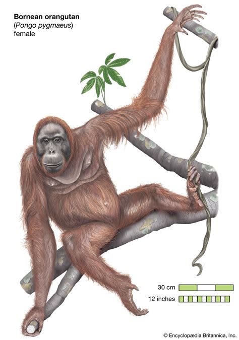 Characteristics and behavior of orangutans | Britannica