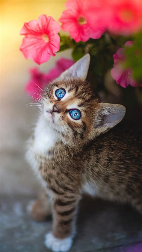 Cutest Cat Wallpapers