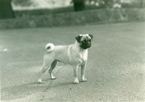 pug history trainingtemperament american kennel club