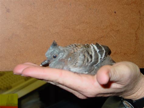 flyingbirdssnoodsnscrews  real top knot pigeon   stand