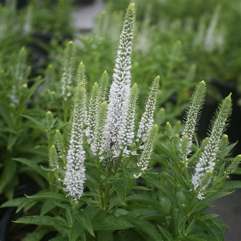 Veronica Snow Candles Speedwell for Sale | Rare Roots