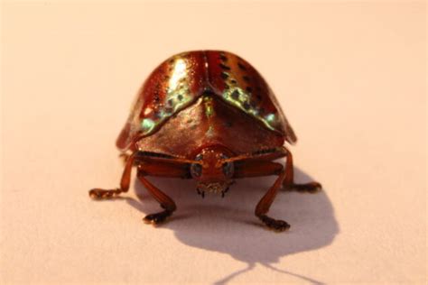 beetles  teach    importance  diversity arts