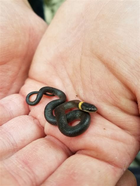 #ringneck snake on Tumblr