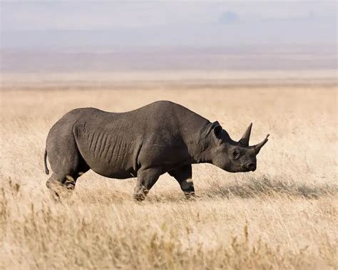 black rhinoceros facts diet habitat pictures  animaliabio