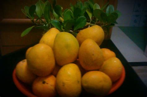 Alphonso Mangoes at Rs 200/kilogram | अल्फांसो आम in Davanagere | ID ...