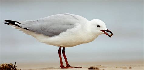 Silver gull | Booderee National Park