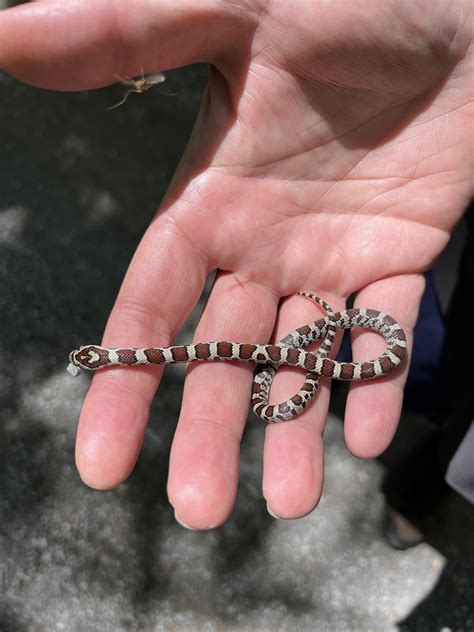 Is this an Eastern Milk Snake [Southern Ontario] : r/whatsthissnake