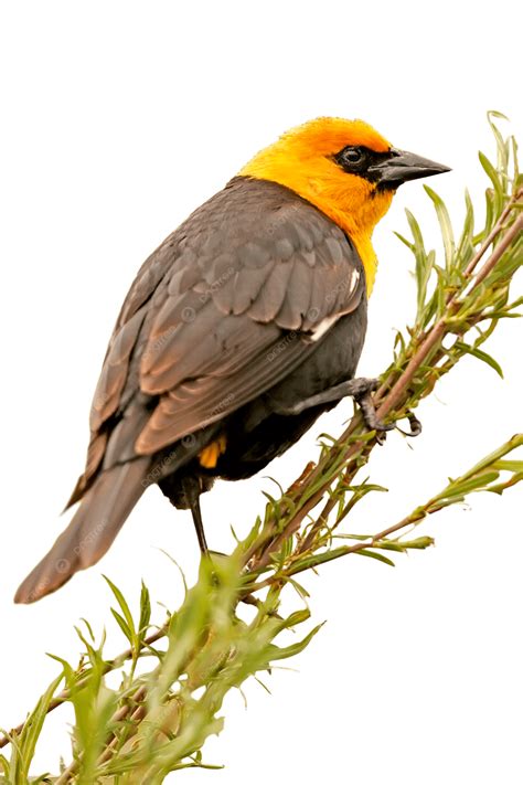 รูปนกหัวเหลืองหัวเหลือง ตัวผู้ Xanthocephalus Xanthocephalus สัตว์ป่า