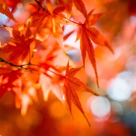 autumn leaves  popular  fall  japan awaji island west coast