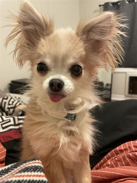 Tiny blop : r/blop
