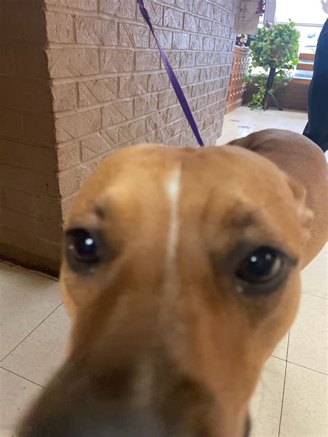 Parsons Pet Hospital