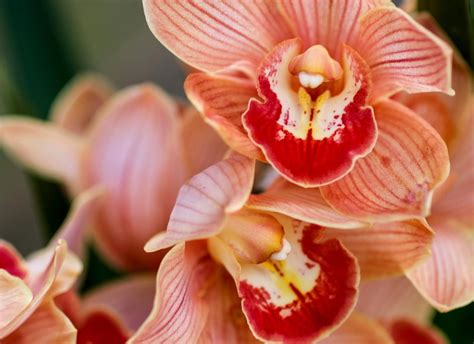 Atlanta Botanical Garden | Orchid Daze
