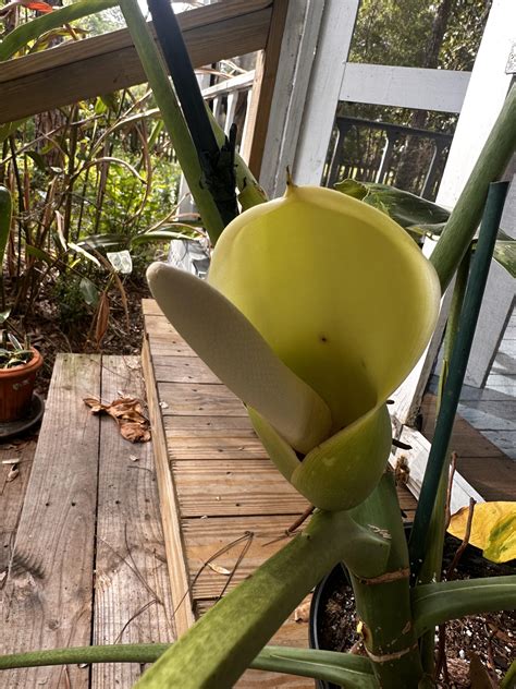 Hot single philodendrons in your area : r/Dildont