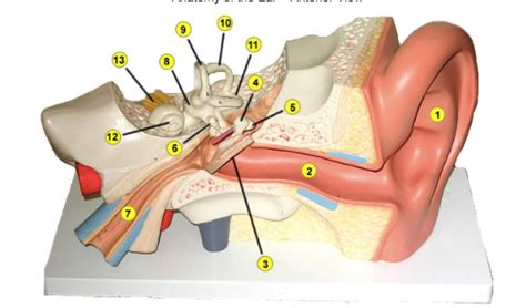 middle ear Diagram | Quizlet