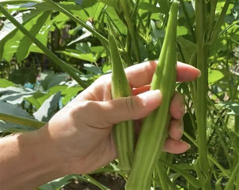 how do i know when okra is ready to pick