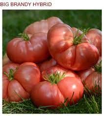 big brandy  garden center duluth minnesota plants trees