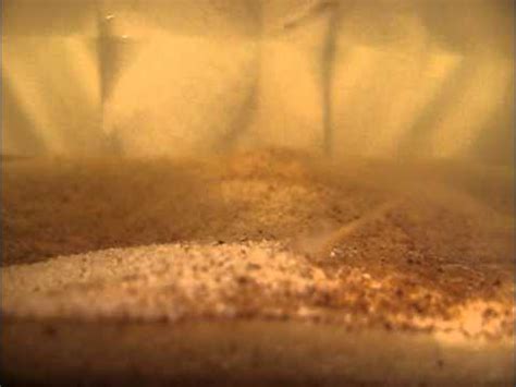 branchinecta gigas ii youtube