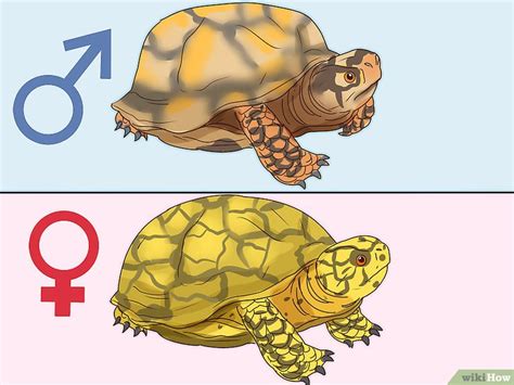 Tartaruga Macho E Femea - Como Saber Se uma Tartaruga É Macho ou Fêmea: 8 Passos