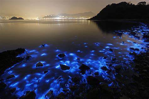 Firefly Squid Facts, Habitat, Diet, Adaptations, Pictures