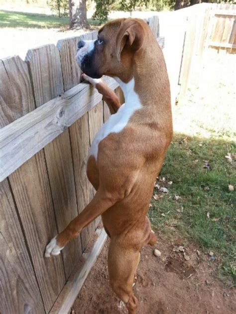 10 Pictures Only Boxer Owners Will Think Are Funny