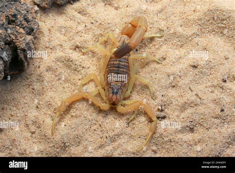 Death stalker scorpion hi-res stock photography and images - Alamy