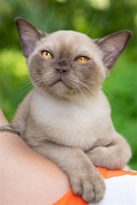 This Cute Burmese Cat 🐱 : r/cutecats