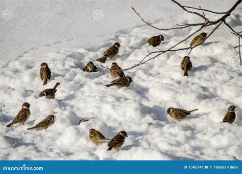 Sparrows on Snow in the Winter Stock Photo - Image of beautiful, fauna ...