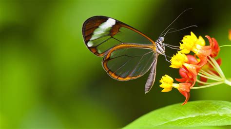 Butterfly 4k Wallpapers - Top Free Butterfly 4k Backgrounds