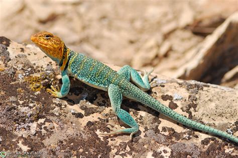 Lizards in Colorado: A Guide to the State's Diverse Species