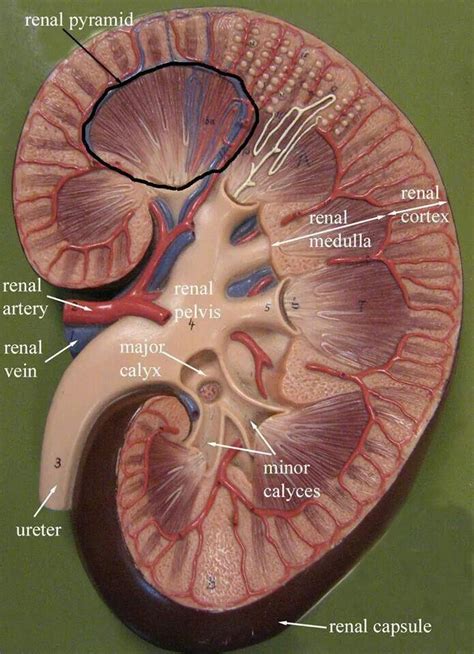 Kidney Gross Anatomy