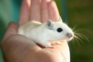 5 Types of Gerbil Breeds: An Overview (With Pictures) | Pet Keen