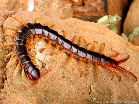 Chilopoda (classe) : les chilopodes