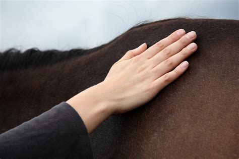 Diagnosing and treating cheyletiellosis - Veterinary Practice