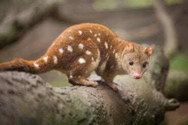 Endemic Animals : Karnataka Forest Department / The animals endemic to mexico make up a list of ...