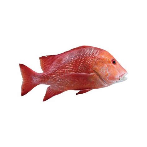 Order Fresh Maya Maya Fish Online For Easy Home Cook Meals