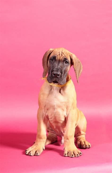 Unique Names for Great Dane Puppies: Great Dane Names You Need to Know