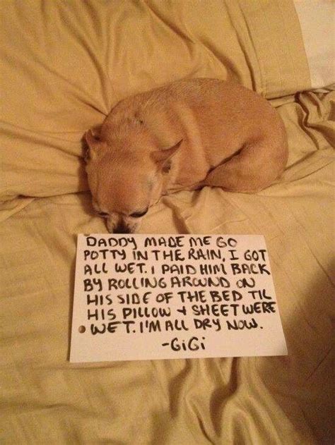 I'm pouting | Funny animals, Dog shaming funny, Dog shaming