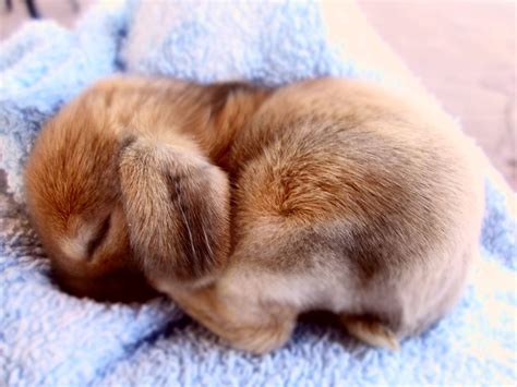 Top 10 Cutest Bunny Breeds at Isabella Jolly blog