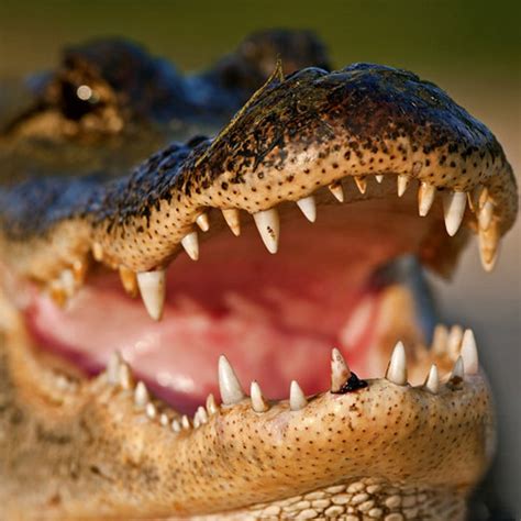 10 Things You Didn't Know About [limited time offer] (gatorgross.com) - q67n3jv