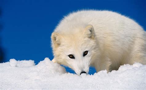 Arctic Fox | The Biggest Animals Kingdom