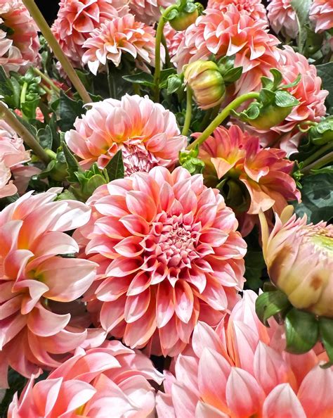 Customers are reacting to the stunning valley forge flowers displays 24