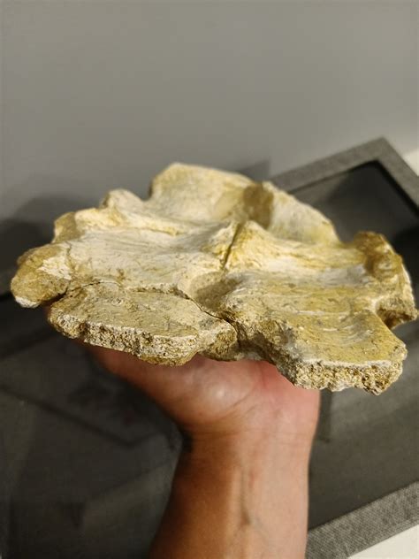 Elasmosaurus vertebrae? - Fossil ID - The Fossil Forum