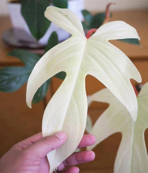 Philodendron Florida Ghost Edenmcr Indoor Plant Shop | Etsy | Trees to