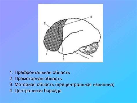 Локализация высших психических функций в коре головного мозга